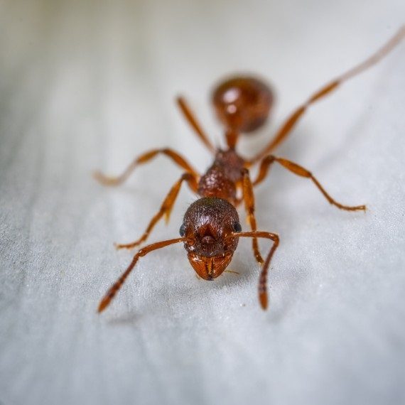 Field Ants, Pest Control in Hayes, Harlington, UB3, UB4. Call Now! 020 8166 9746