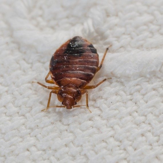 Bed Bugs, Pest Control in Hayes, Harlington, UB3, UB4. Call Now! 020 8166 9746