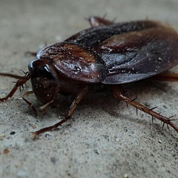 Cockroaches, Pest Control in Hayes, Harlington, UB3, UB4. Call Now! 020 8166 9746