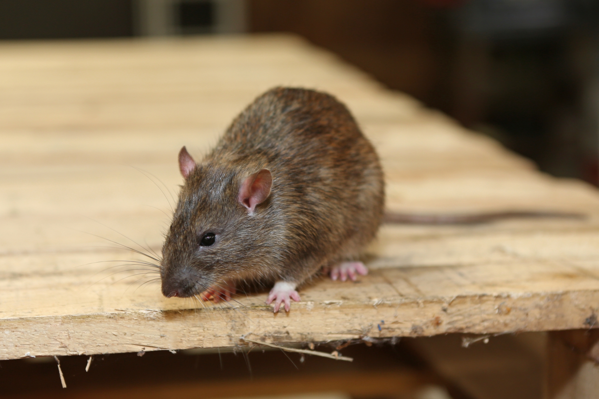 Rat Infestation, Pest Control in Hayes, Harlington, UB3, UB4. Call Now 020 8166 9746