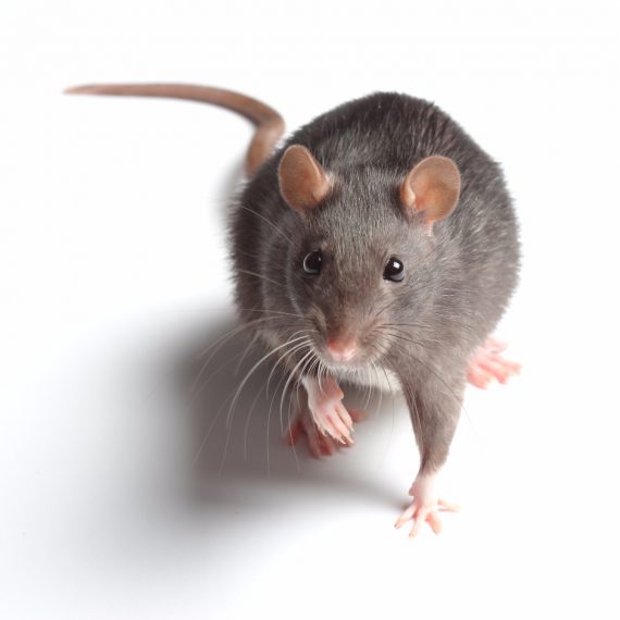 Rats, Pest Control in Hayes, Harlington, UB3, UB4. Call Now! 020 8166 9746