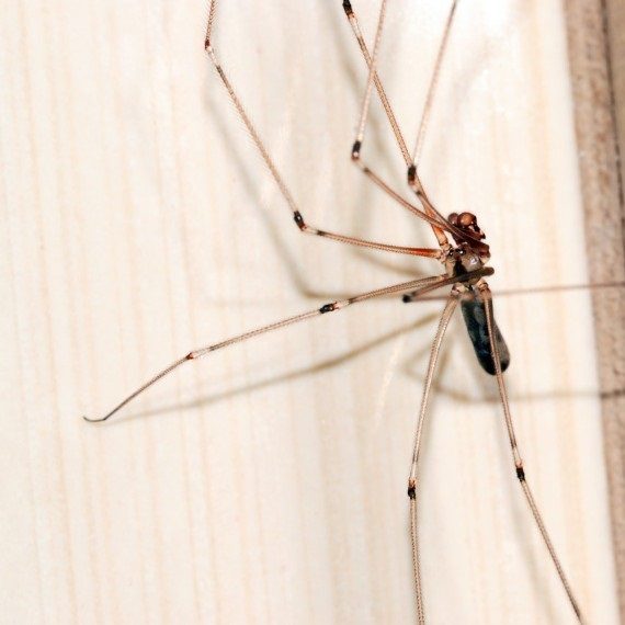 Spiders, Pest Control in Hayes, Harlington, UB3, UB4. Call Now! 020 8166 9746