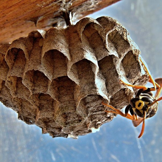 Wasps Nest, Pest Control in Hayes, Harlington, UB3, UB4. Call Now! 020 8166 9746
