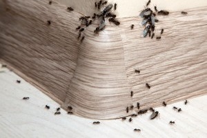 Ant Control, Pest Control in Hayes, Harlington, UB3, UB4. Call Now 020 8166 9746