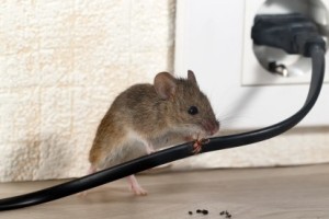 Mice Control, Pest Control in Hayes, Harlington, UB3, UB4. Call Now 020 8166 9746